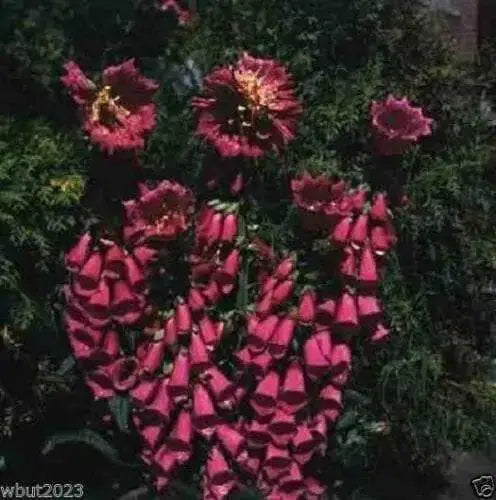 FOXGLOVE SEED MIXED, BIENNIAL FLOWERS.