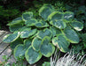 Frances Williams Hosta’(3 Bareroot Plant) Garden flowers,shade perennial - Caribbeangardenseed