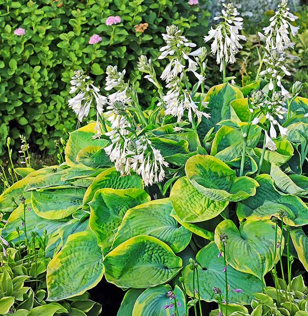 Frances Williams Hosta’(3 Bareroot Plant) Garden flowers,shade perennial - Caribbeangardenseed