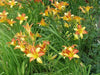 Hemerocallis Frans Hals, daylily, BAREROOT - Caribbeangardenseed