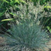 Freddy BLUE ORNAMENTAL GRASS (LIVE PLANT) EVERGREEN FOLIAGE - Caribbean garden seed