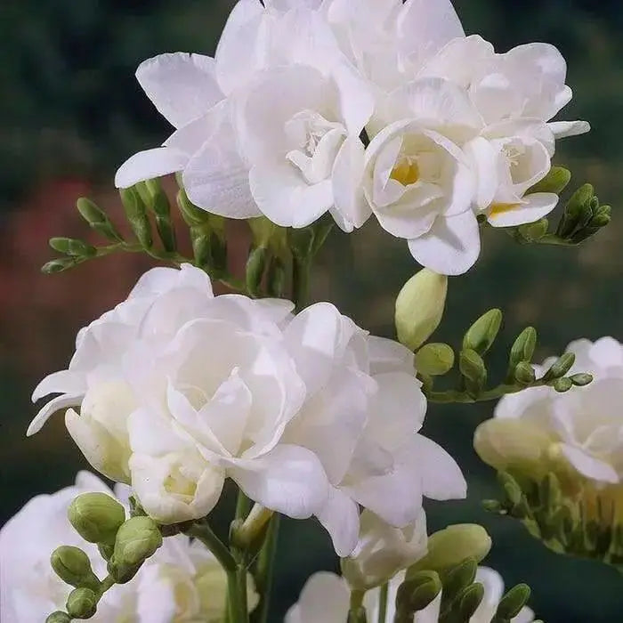 Freesia Bulbs-Double White (Fragrant)  Excellent cut flowers - Caribbean garden seed