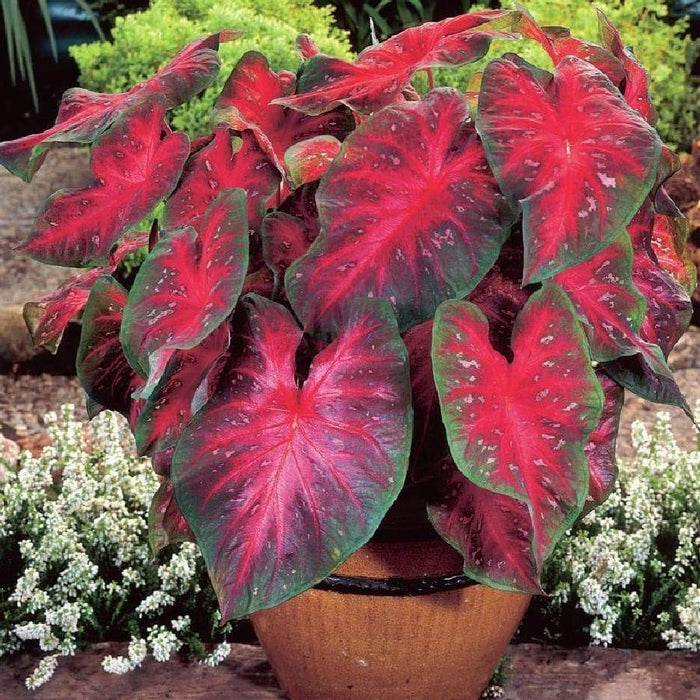 FREIDA HEMPLE CALADIUM Bulbs,Tropical Look, Jamaican Coco Rose - Caribbeangardenseed