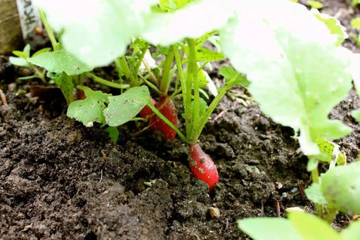 French Breakfast Radish Seeds - HEIRLOOM Vegetable - Caribbeangardenseed