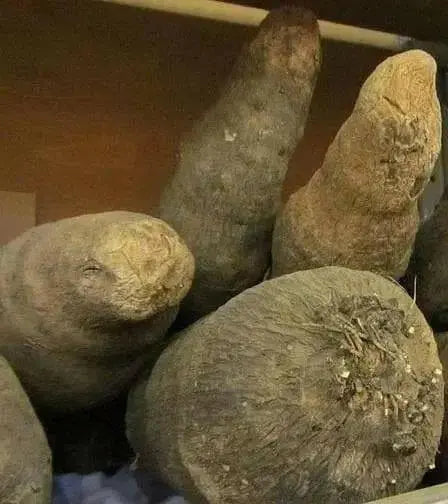 fresh Brazilian  White CUSCUS Yam , CARIBBEAN PRODUCT - Caribbean garden seed