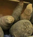 fresh Brazilian  White CUSCUS Yam , CARIBBEAN PRODUCT - Caribbean garden seed