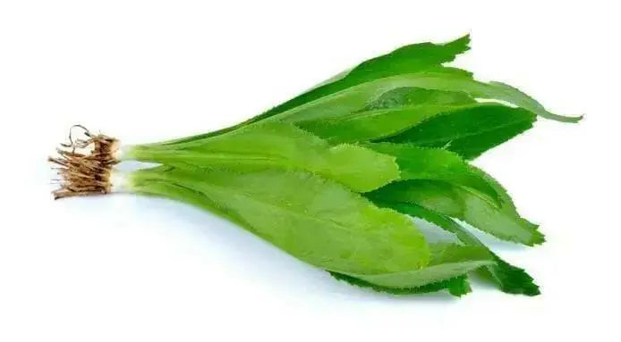 Fresh Culantro Leaves  “shado beni” ( bundle) CARIBBEAN PRODUCT, ship year round - Caribbean garden seed