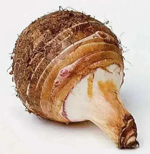 FRESH DASHEEN ROOT,EDDOS,  COCO,TARO , poi, CARIBBEAN PRODUCT - Caribbean garden seed