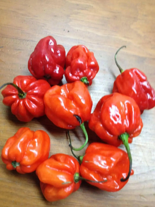 FRESH HABANERO  Pepper (Fresh Pods) CARIBBEAN PRODUCT - Caribbean garden seed