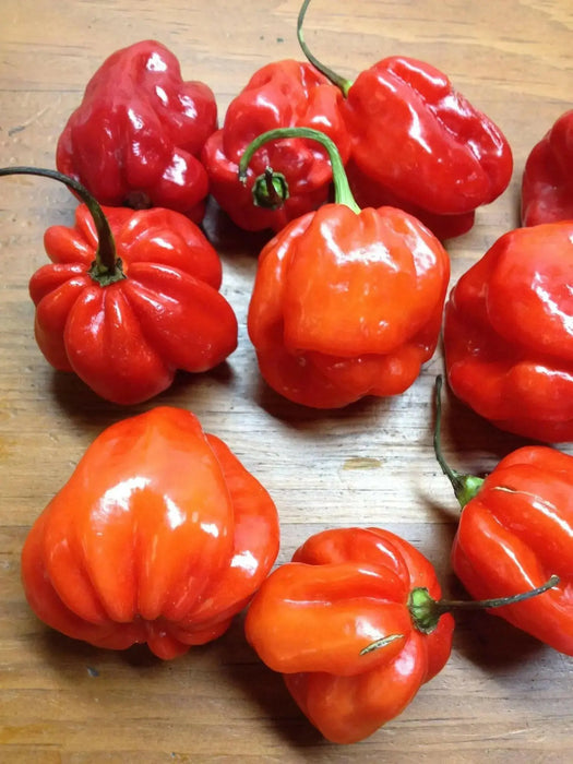 FRESH HABANERO  Pepper (Fresh Pods) CARIBBEAN PRODUCT - Caribbean garden seed