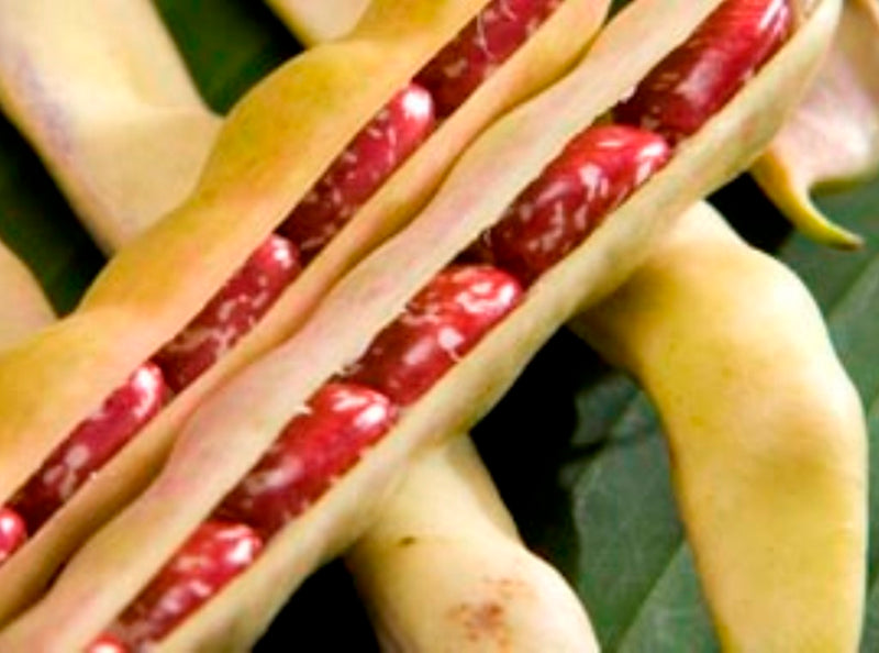 Red Cargamanto Bean Seeds | Colombian Heirloom