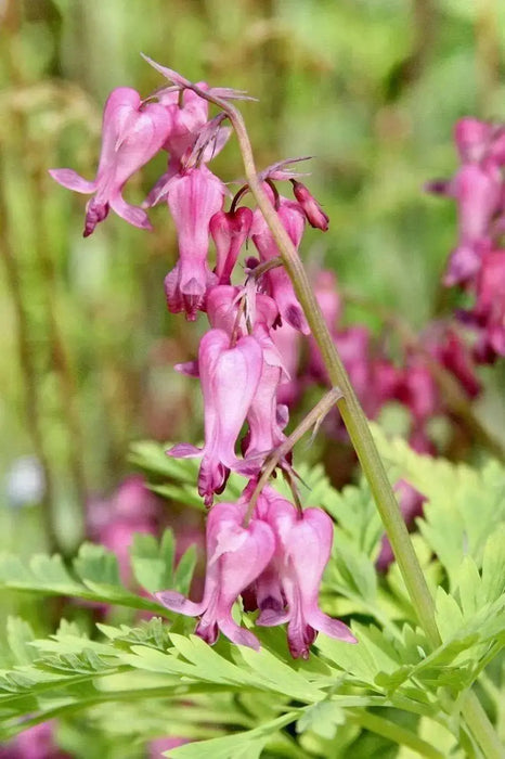 Fringed Bleeding Heart - PERENNIAL FLOWERS SEED - Caribbean garden seed