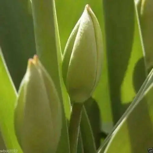 Fringed Tulip "Fabio" Bulbs,,Red with yellowy ,SIZE 12cm - Caribbean garden seed