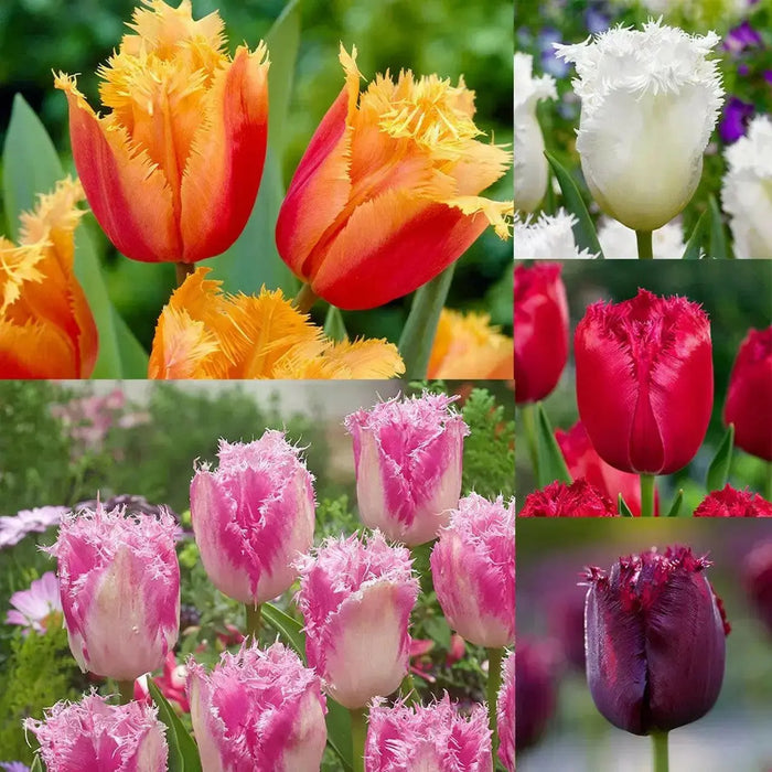 Fringed Tulips,Mixed bulbs-SPRING BLOOOM - Caribbean garden seed