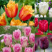 Fringed Tulips,Mixed bulbs-SPRING BLOOOM - Caribbean garden seed