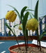 FRITILLARIA collina Seeds ,yellow with purple checkered pattern,Perennial - Caribbean garden seed
