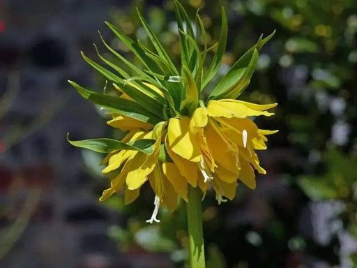 Fritillaria imperialis Lutea - Bulb - Deer and Rodents Won't Eat - Caribbean garden seed