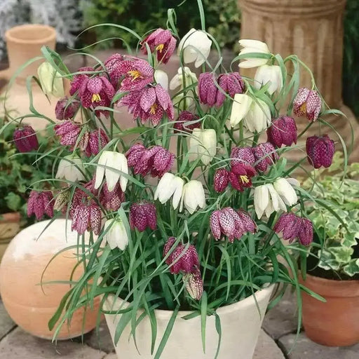 Fritillaria Meleagris -MIXED Bulb "FALL BULBS - Caribbean garden seed