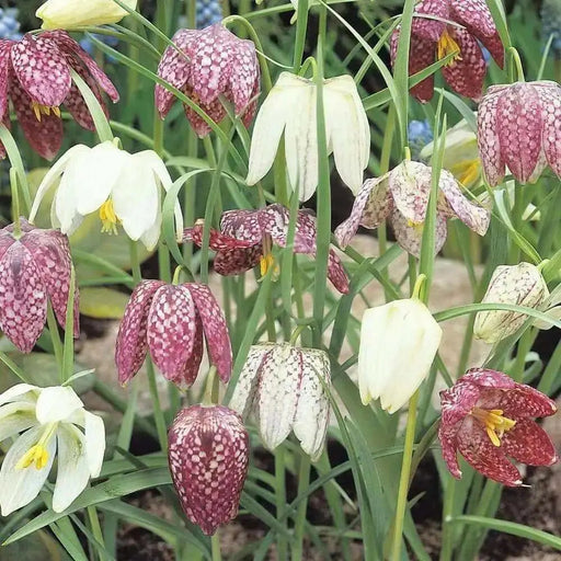 Fritillaria Meleagris -MIXED Bulb "FALL BULBS - Caribbean garden seed