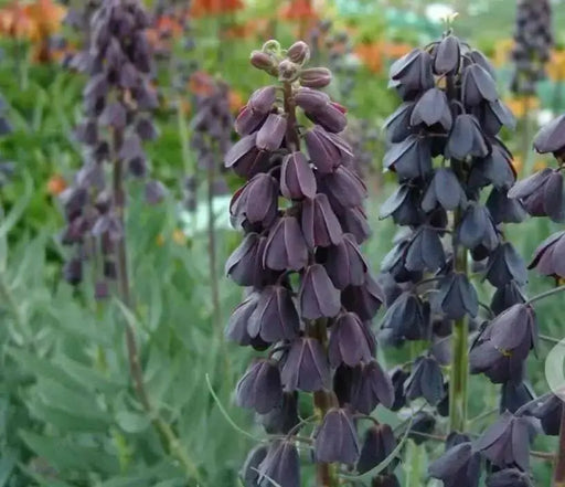 Fritillaria persica Flowers Seeds , Plum Bells , - Caribbean garden seed