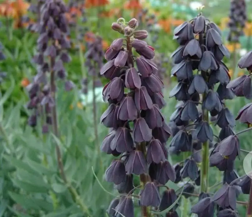 Fritillaria persica Flowers Seeds , Plum Bells , - Caribbeangardenseed