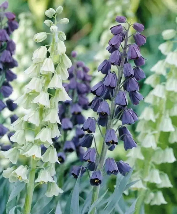 Fritillaria persica Flowers Seeds , Plum Bells , - Caribbean garden seed