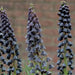 Fritillaria persica, Plum Bells (1 Bulb) One of most gorgeous looking flower - Caribbean garden seed