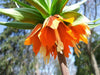 Fritillaria Rubra Maxima - Bulb - Deer and Rodents Won't Eat - Caribbeangardenseed