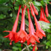 Fuchsia Gartenmeister ( LIVE STARTER PLANT) shade-loving - Caribbean garden seed