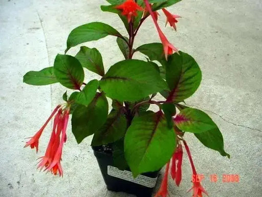 Fuchsia Gartenmeister ( LIVE STARTER PLANT) shade-loving - Caribbean garden seed