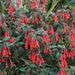 Fuchsia Gartenmeister ( LIVE STARTER PLANT) shade-loving - Caribbean garden seed