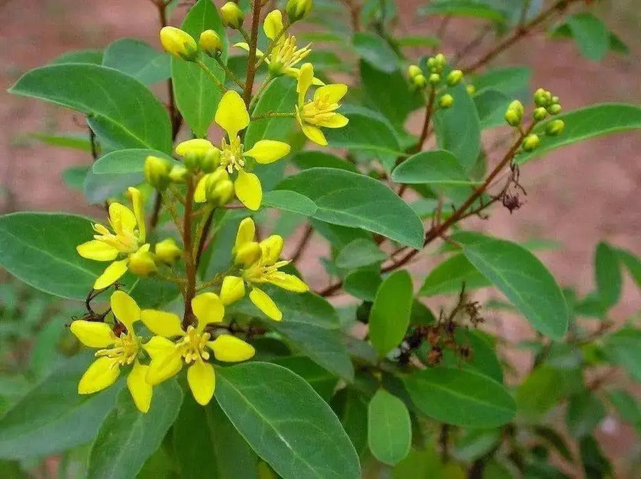 Galphimia Gracilis Seeds, Rain of Gold, Spray of Gold, evergreen shrub native to Eastern Mexico - Caribbean garden seed