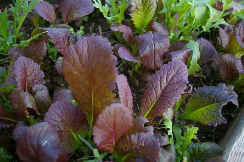 Garnet Giant Mustard Seeds- Asian Vegetable - Caribbeangardenseed