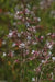 Gaura biennis Seeds (Biennial Gaura) AKA Biennial Beeblossom-Pink/White Flowers - Caribbeangardenseed