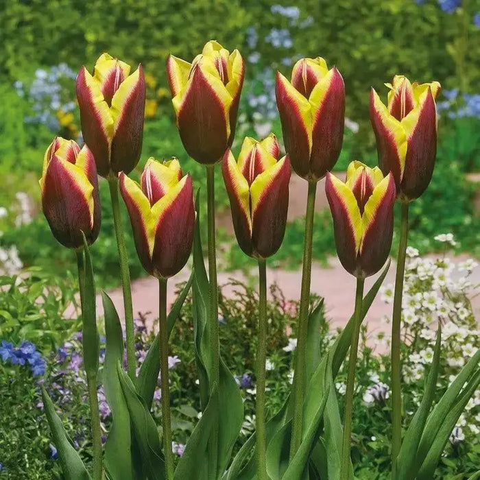 GAVOTA Triumph Tulip (Bulbs) Single late - Caribbean garden seed