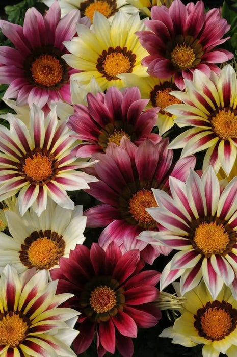 Gazania Flowers Seeeds, Strawberry Shortcake Mix ,-Perennial ! - Caribbeangardenseed