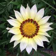 Gazania Seeds - New Day White (Treasure Flower) - Caribbean garden seed