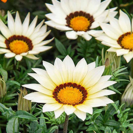 Gazania Seeds - New Day White (Treasure Flower) - Caribbean garden seed