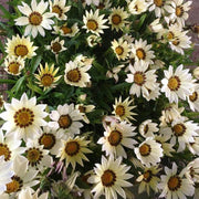Gazania Seeds - New Day White (Treasure Flower) - Caribbean garden seed