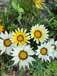 Gazania Seeds - New Day White (Treasure Flower) - Caribbean garden seed