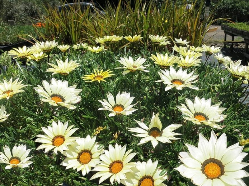 Gazania Seeds - New Day White (Treasure Flower) - Caribbean garden seed