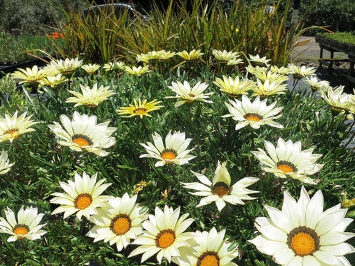 Gazania Seeds - New Day White (Treasure Flower) - Caribbean garden seed