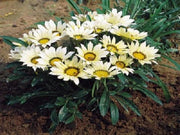 Gazania Seeds - New Day White (Treasure Flower) - Caribbean garden seed
