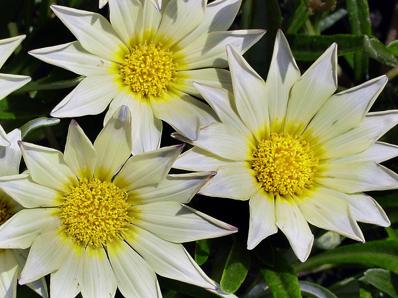 Gazania Seeds - New Day White (Treasure Flower) - Caribbean garden seed
