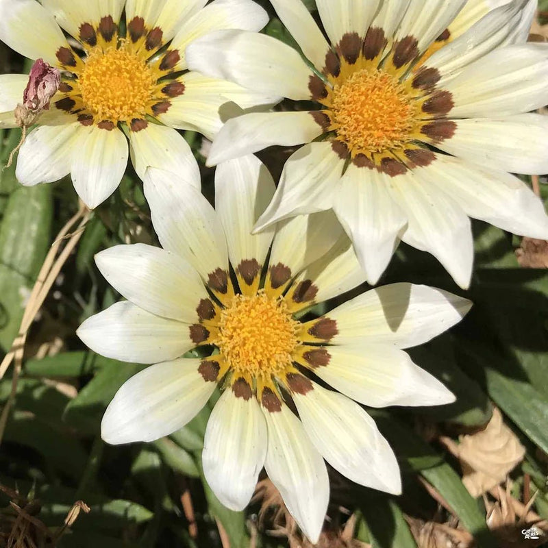 Gazania Seeds - New Day White (Treasure Flower) - Caribbean garden seed