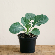 Generated illustration of a Georgia Southern collard starter plant