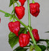 Genghis Khan Brain Pepper Seeds (Capsicum chinense) Super hot - Caribbeangardenseed