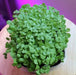 GENOVESE SWEET BASIL ,HERB SEEDS , Ocimum Basilicum - Caribbeangardenseed