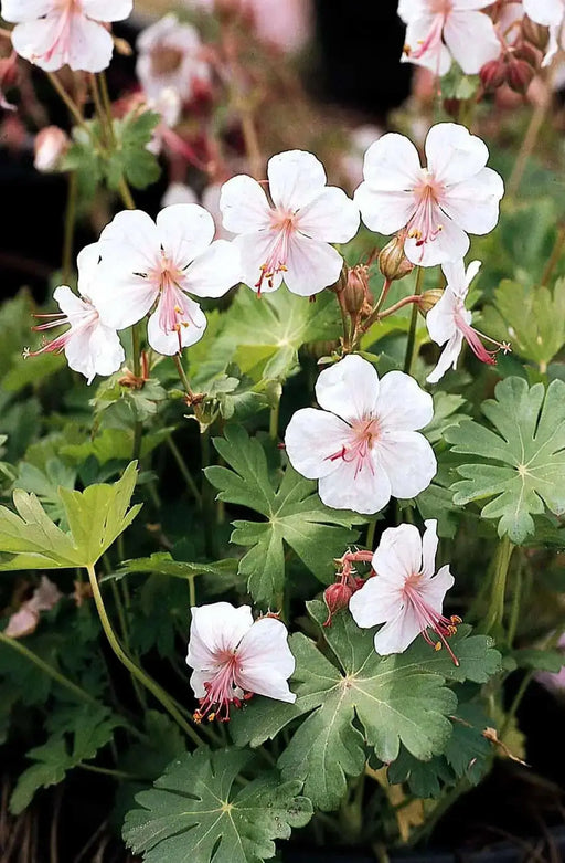 Geranium Biokovo,(BAREROOT) PERENNIAL flowers vine - Caribbean garden seed