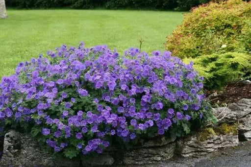 Geranium magnificum ( BAREROOT PLANT) PERENNIAL flowers vine - Caribbean garden seed